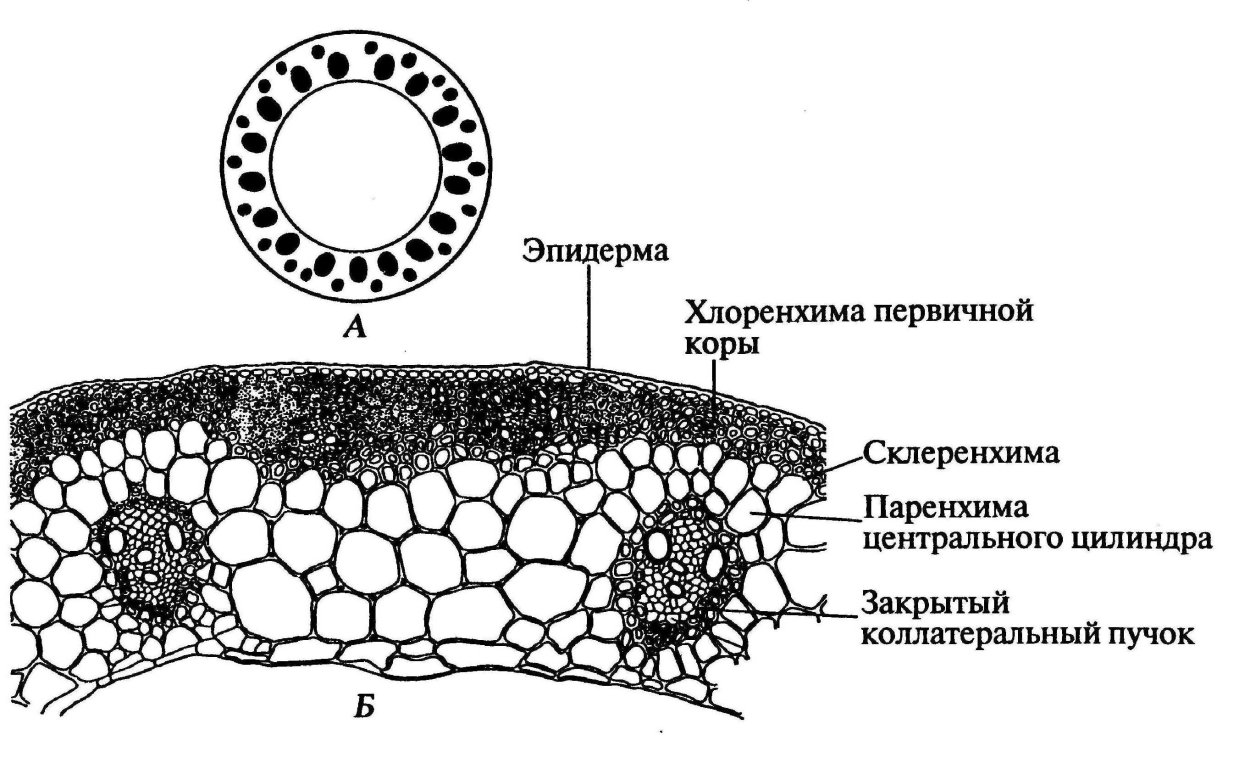 Поперечный срез стебля клевера