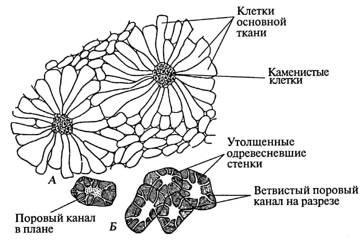 Ксилема и флоэма микроскоп