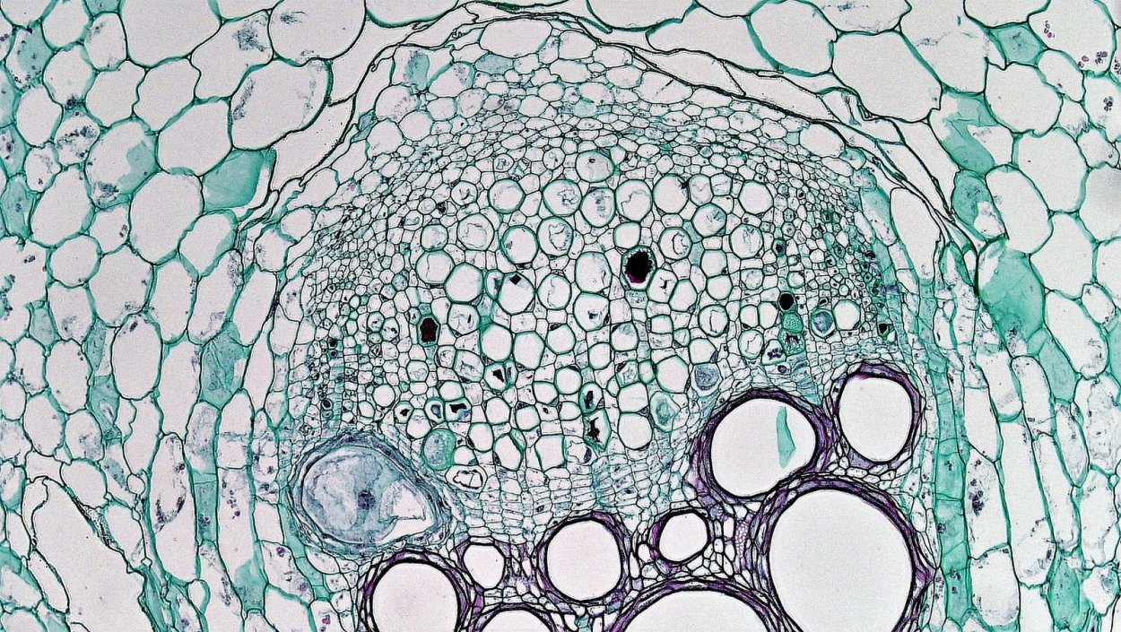 Поперечный срез корня двудольного