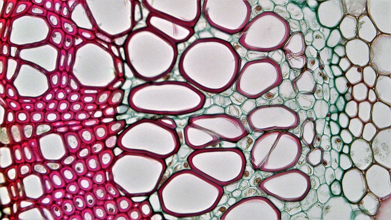 Ксилема и флоэма это ткани