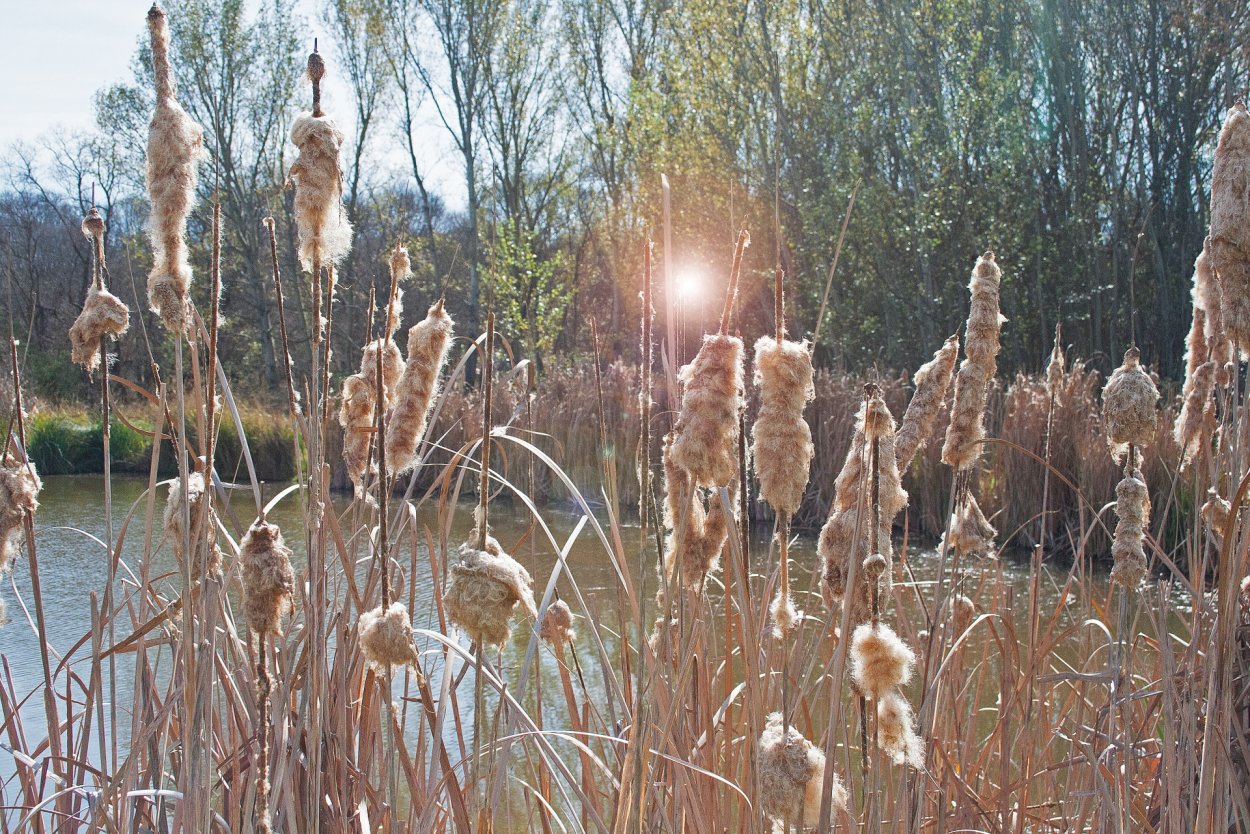 Камышовый пух