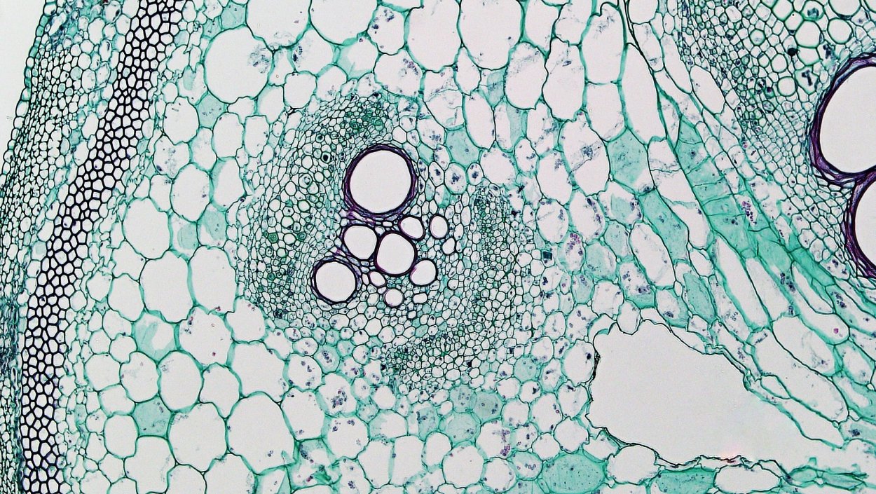 Поперечный срез рдеста