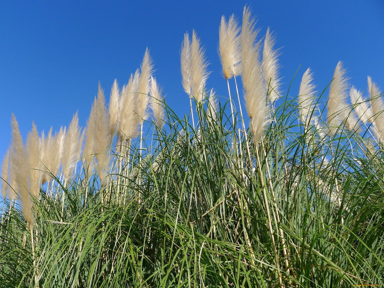 Камыш отцвел