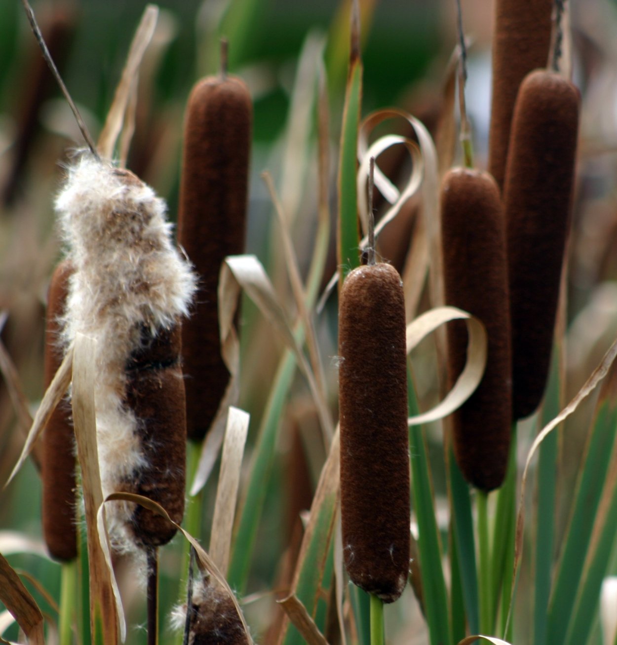 Typha (Cattail)