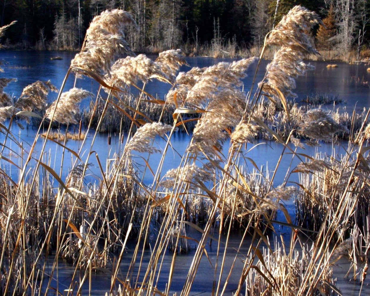 Трава на болоте