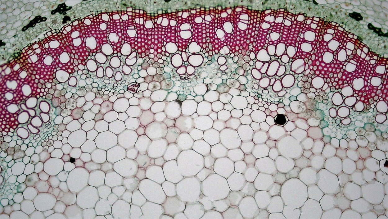 Микроскопия склеренхима