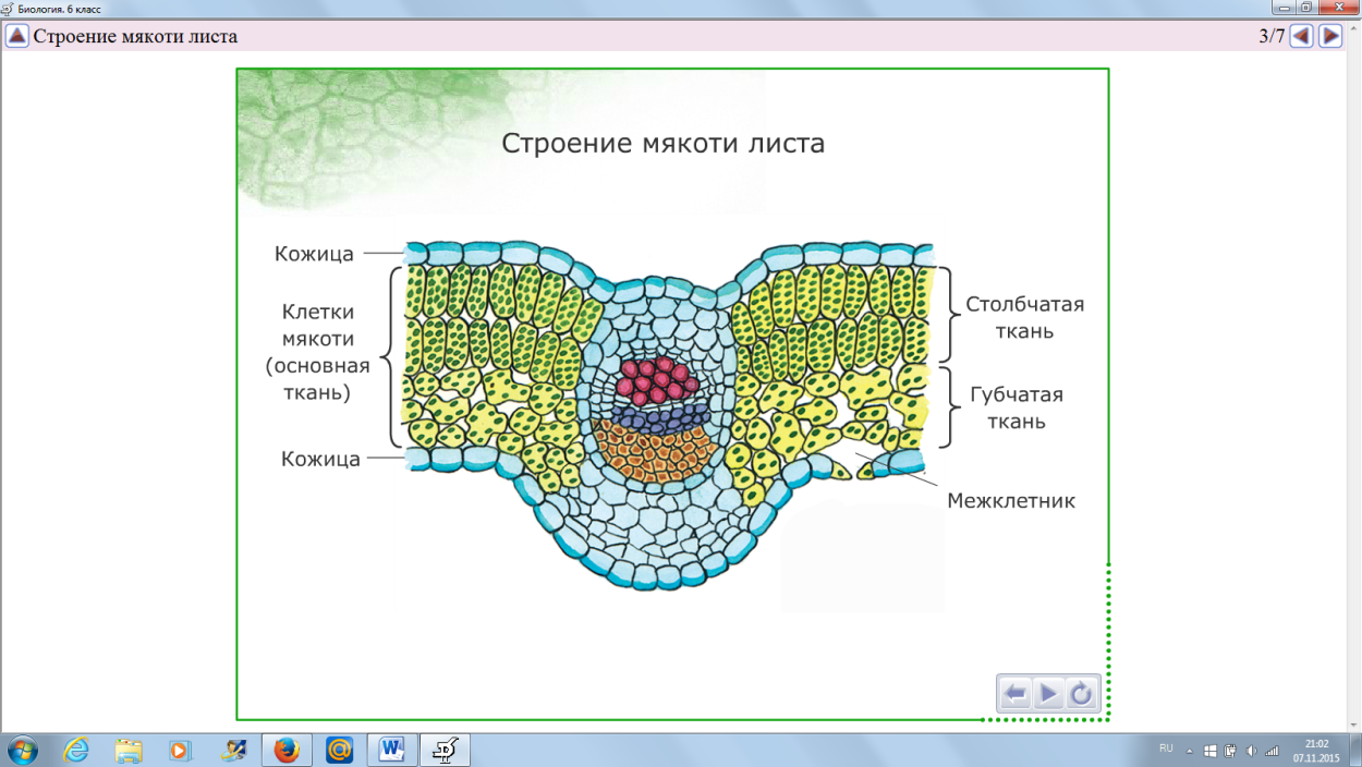 Клетка ботаника для рисования