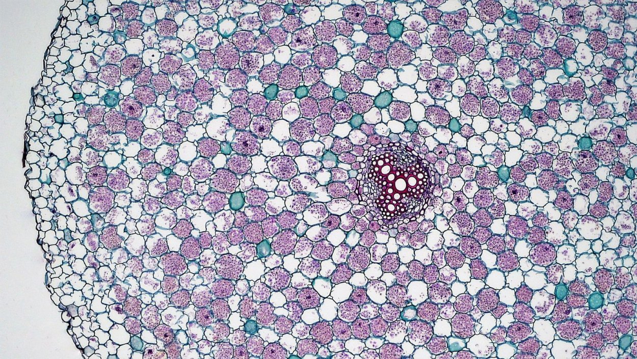 Поперечный срез стебля древесного растения строение