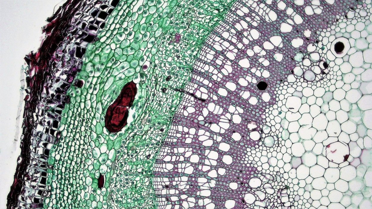 Флоэма листа