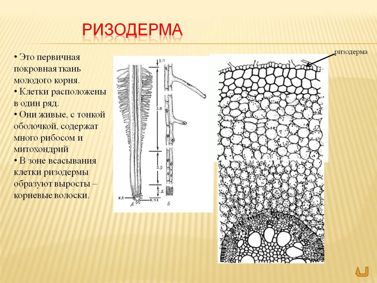 Апикальная меристема под микроскопом