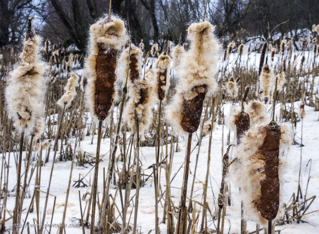 Рогоз пушистый