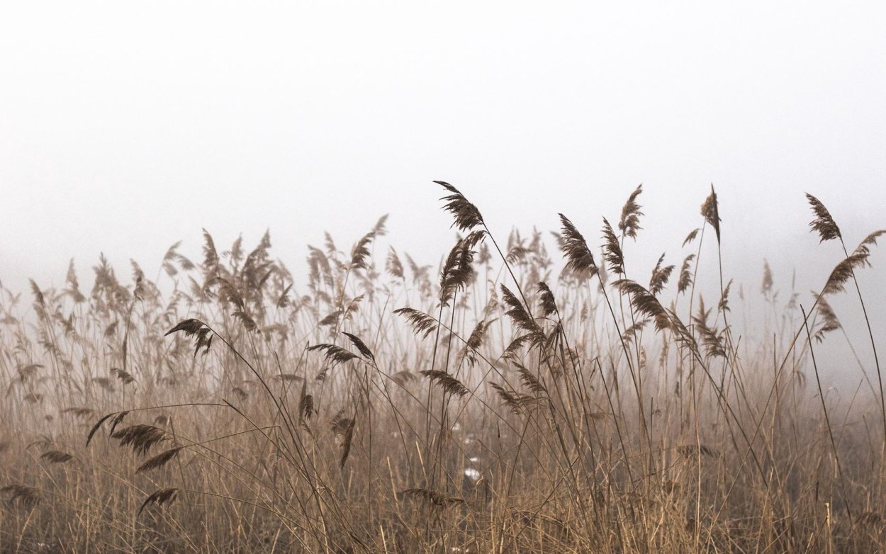 Степной камыш