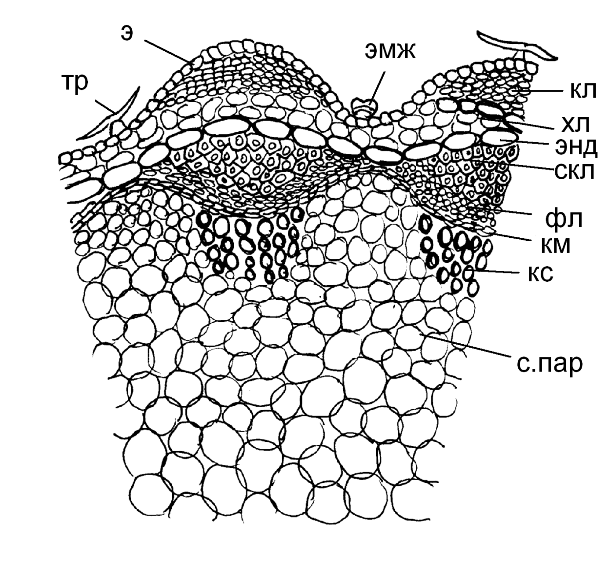 Ксилема микроскоп