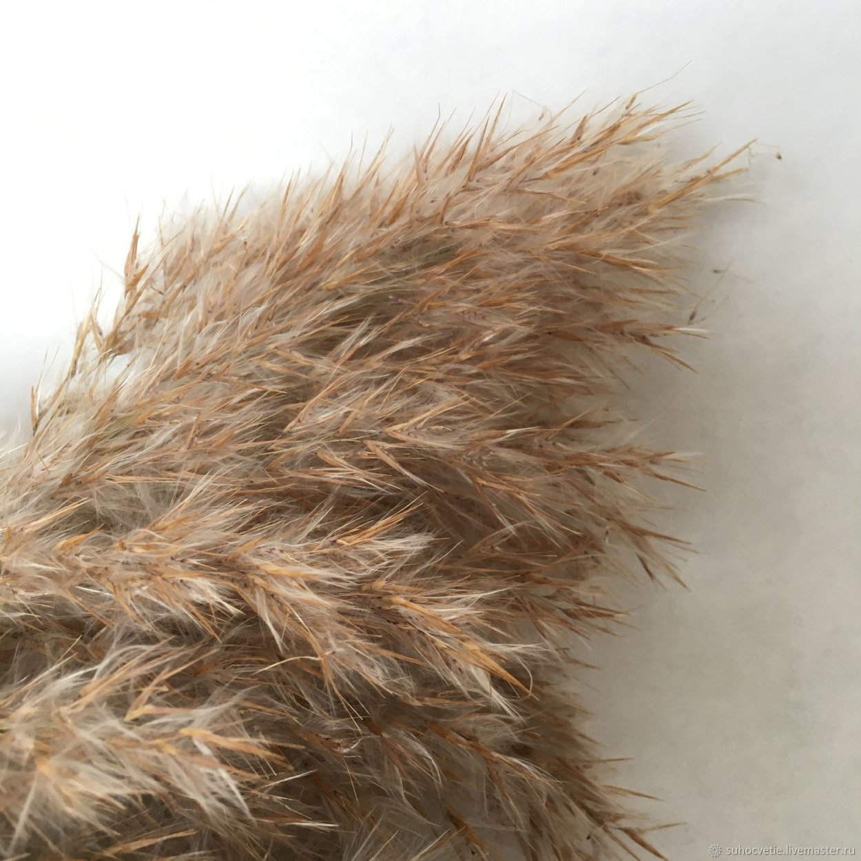 Камыш натуральный сухоцвет