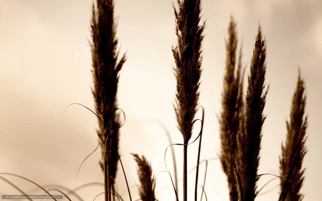 Метелки камыша в народной медицине