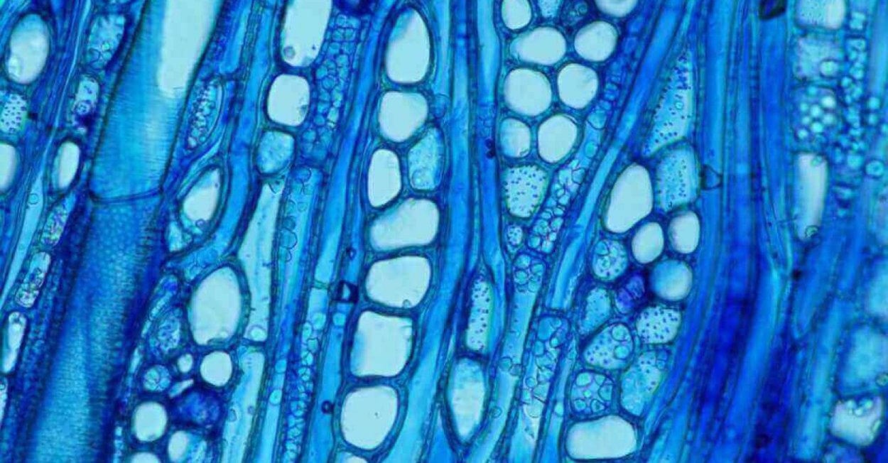 Виды тканей