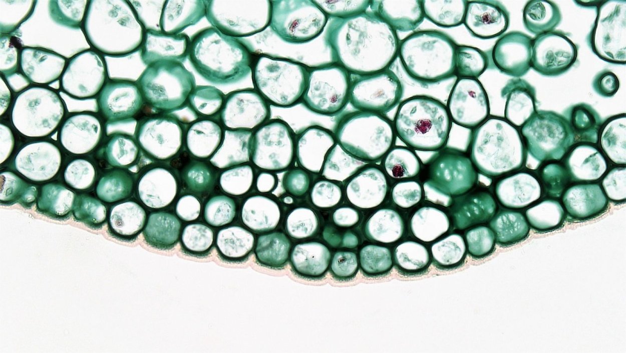 Колленхима растений фото