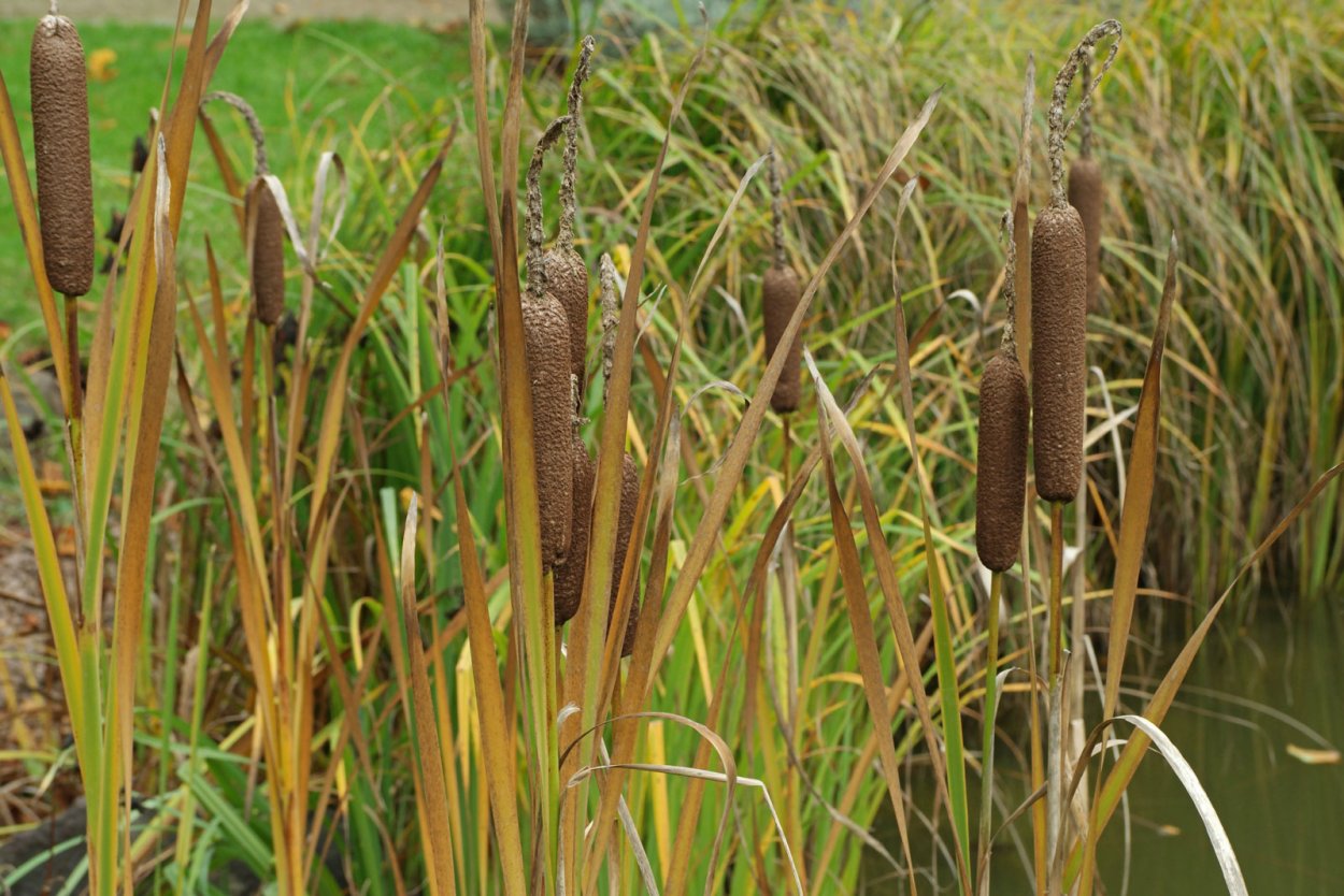 Рогоз широколистный (Typha latifolia)