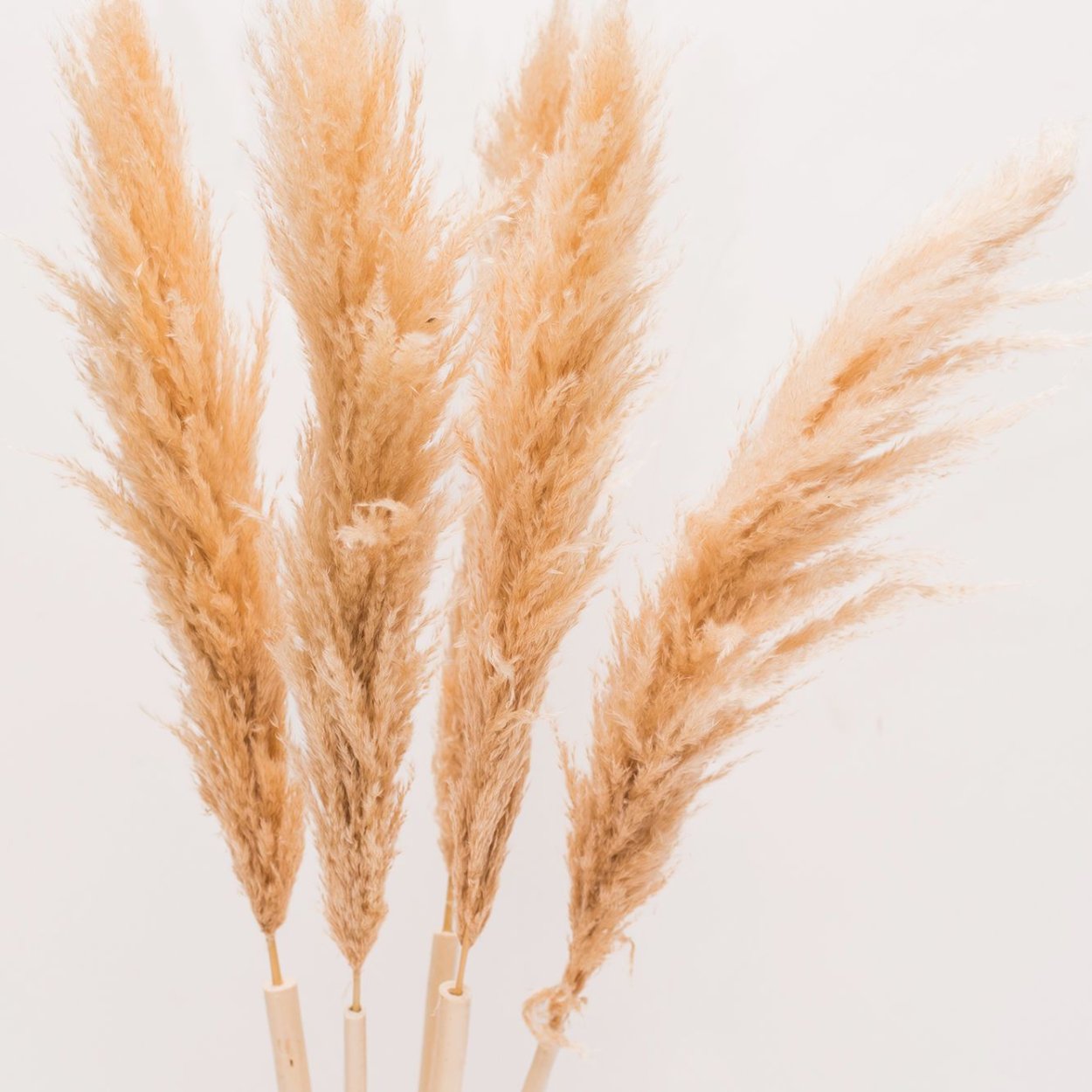 Кортадерия сухоцвет