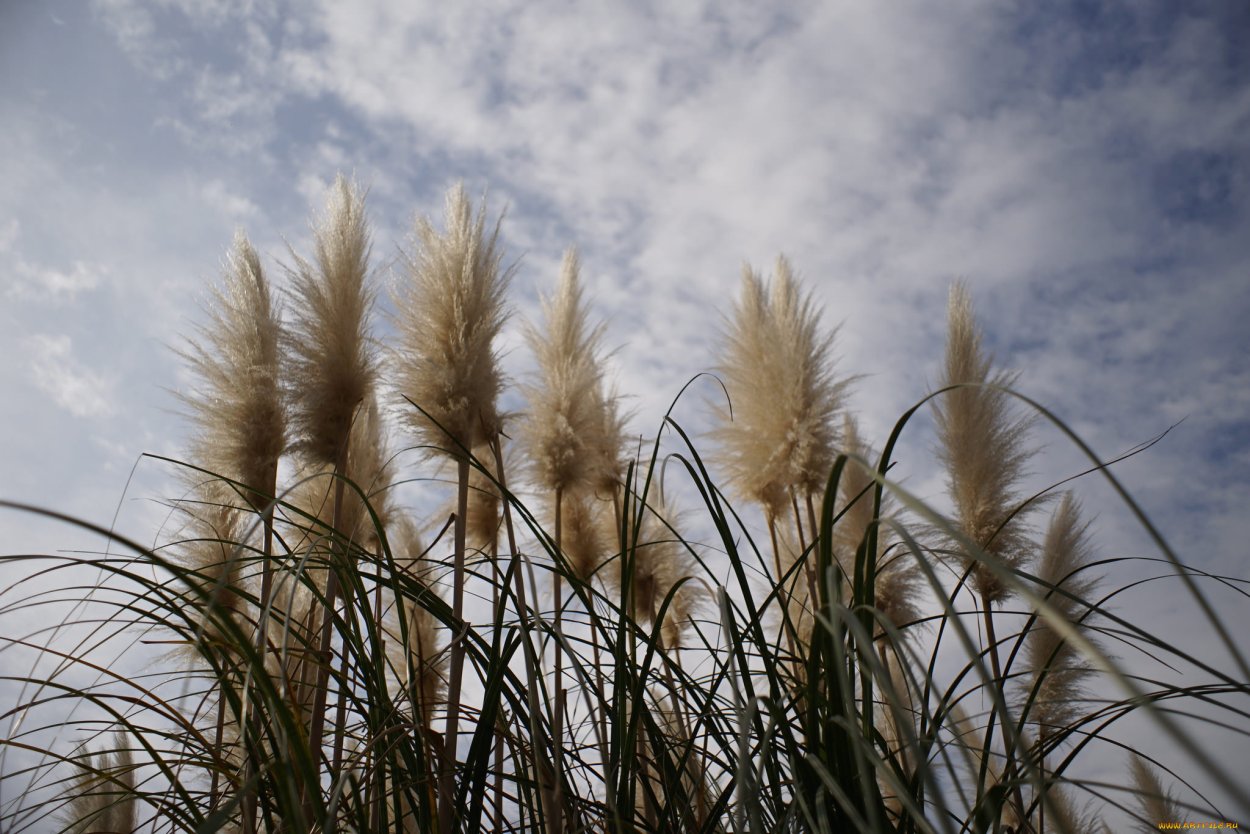 Астраханский камыш