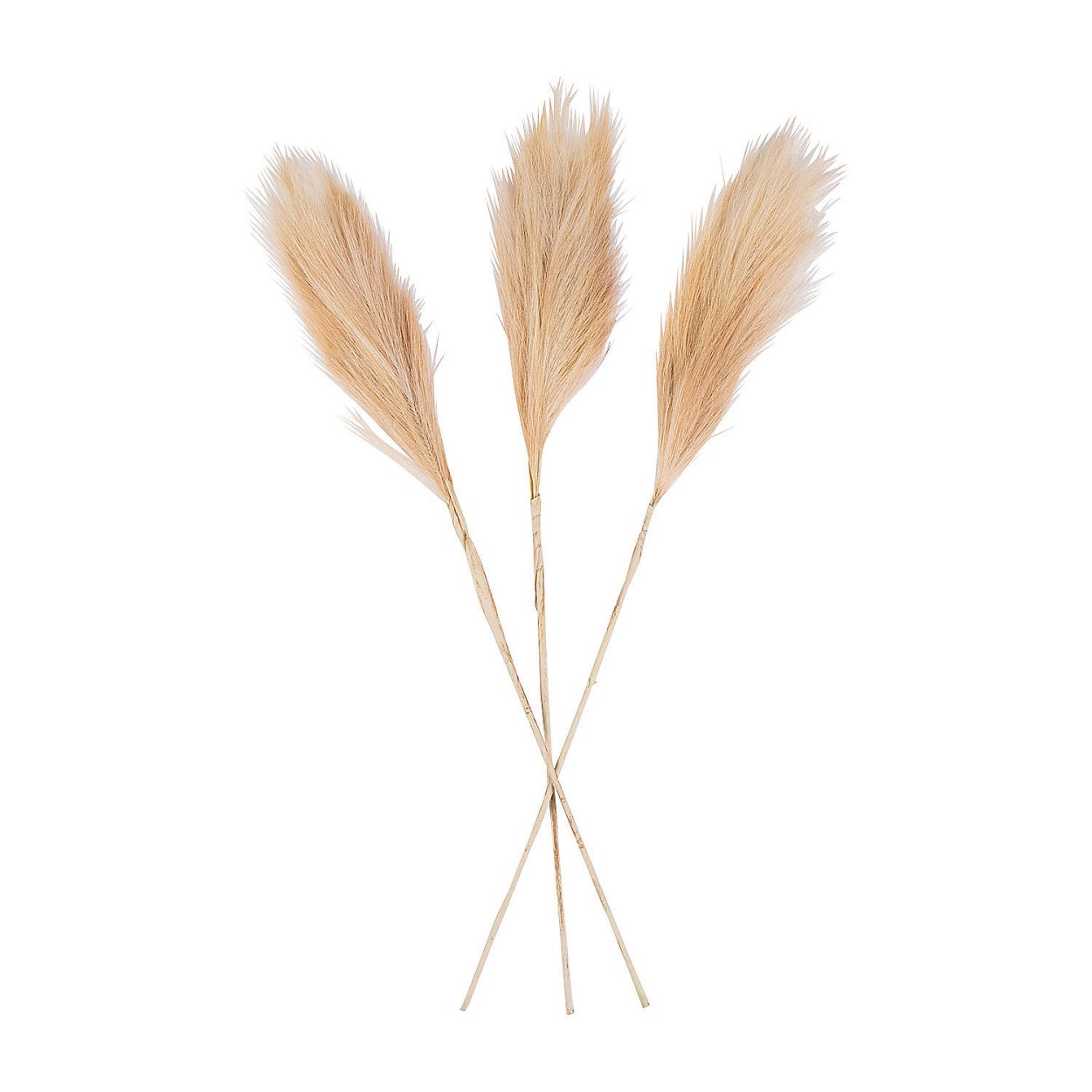 Кортадерия пампасная трава