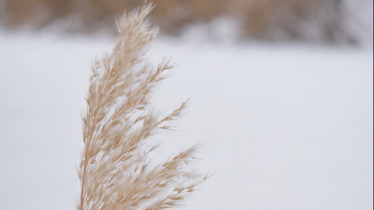 Сухой камыш