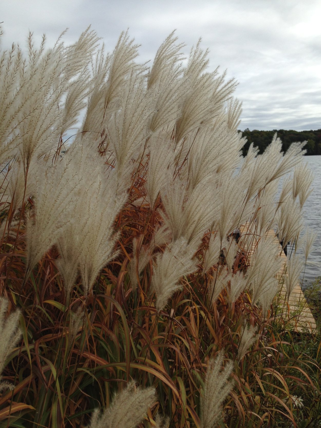 Пампасная трава cухоцвет