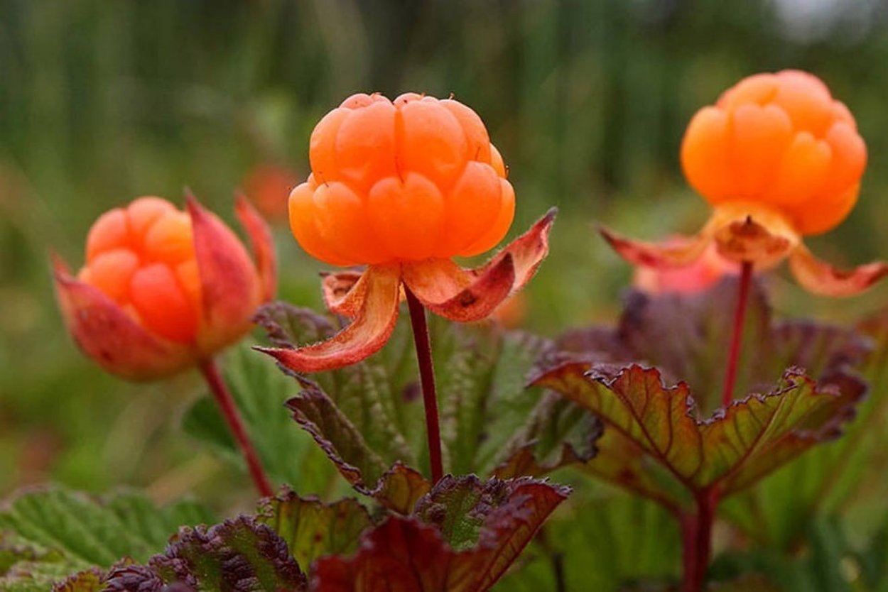 Морошка ягода