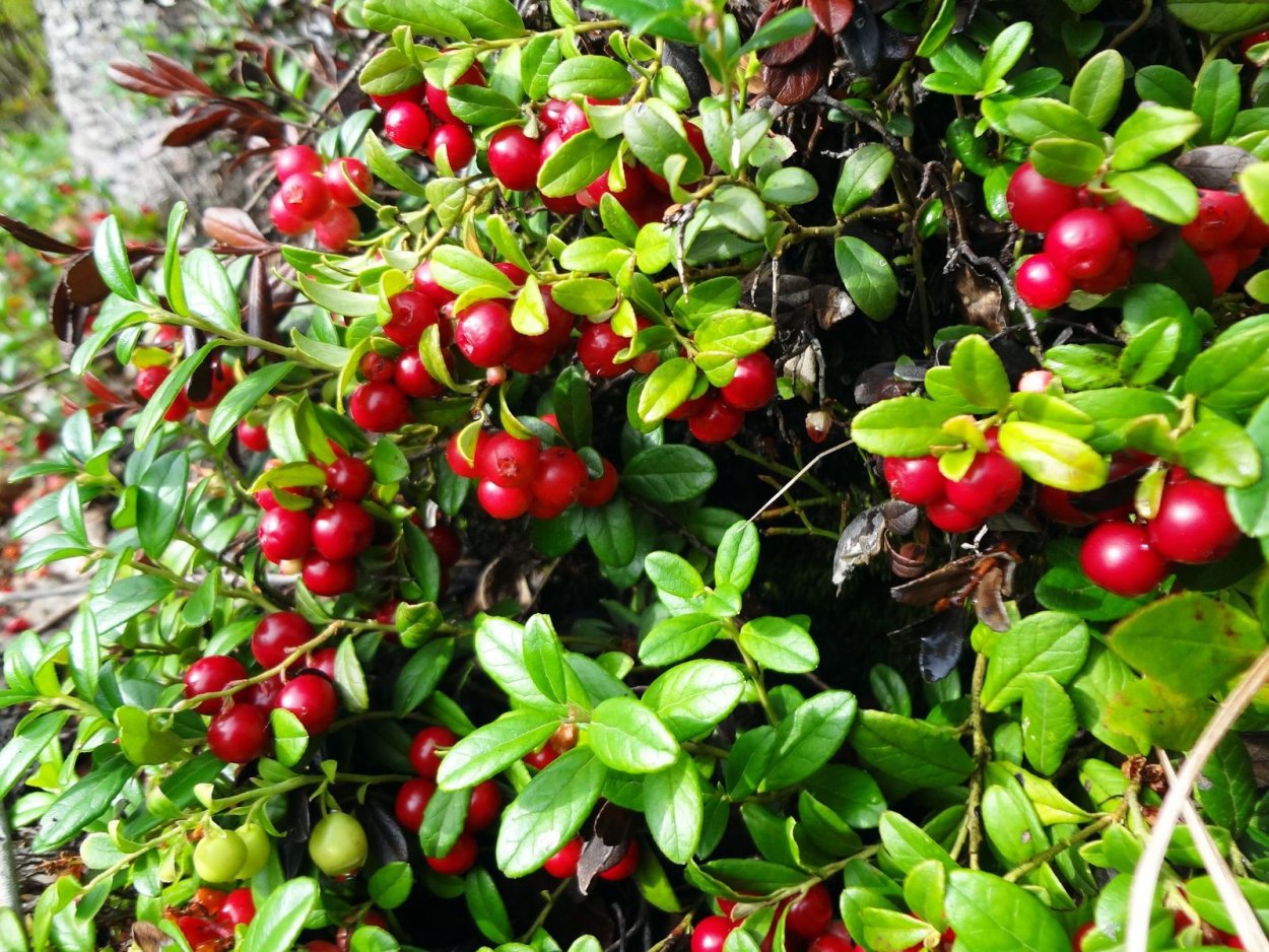 Брусника в Бурятии