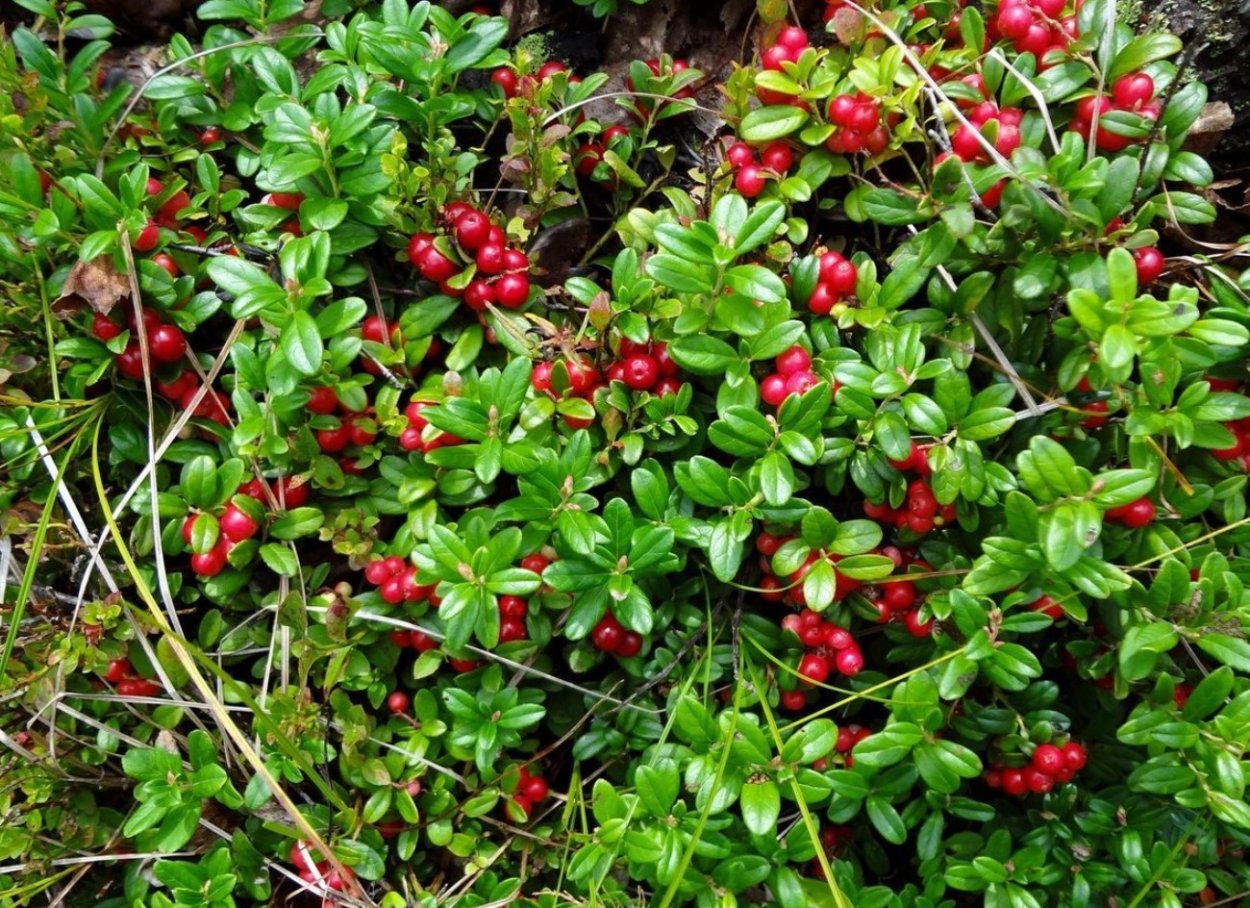 Брусника кустарничек