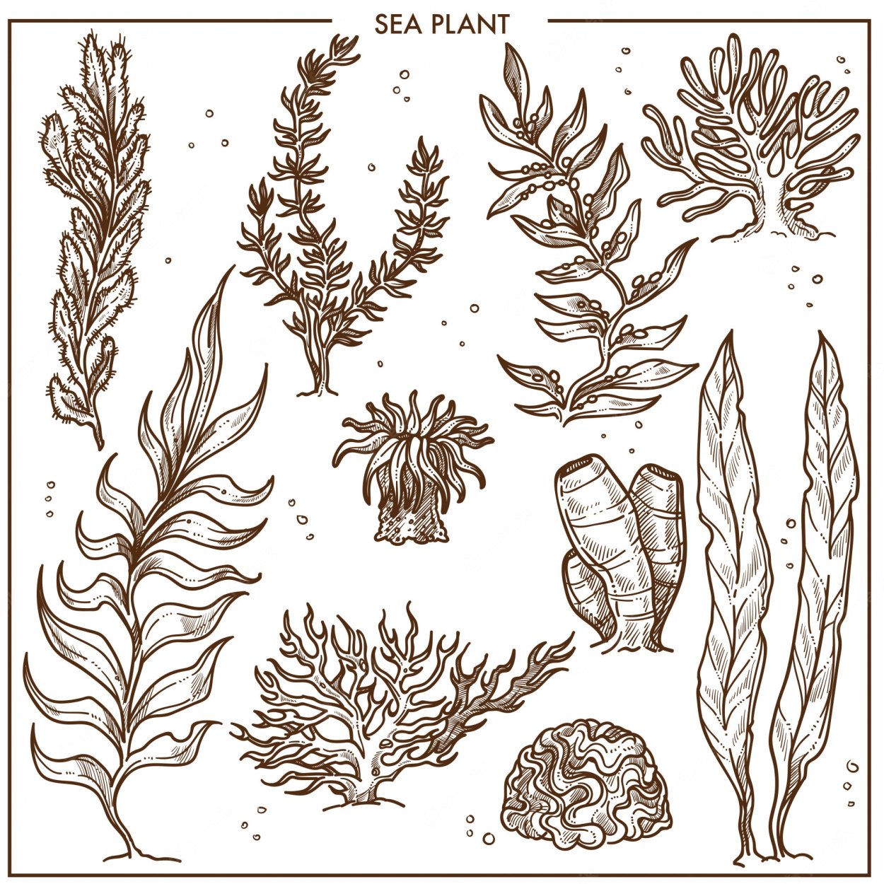 Водоросли Графика