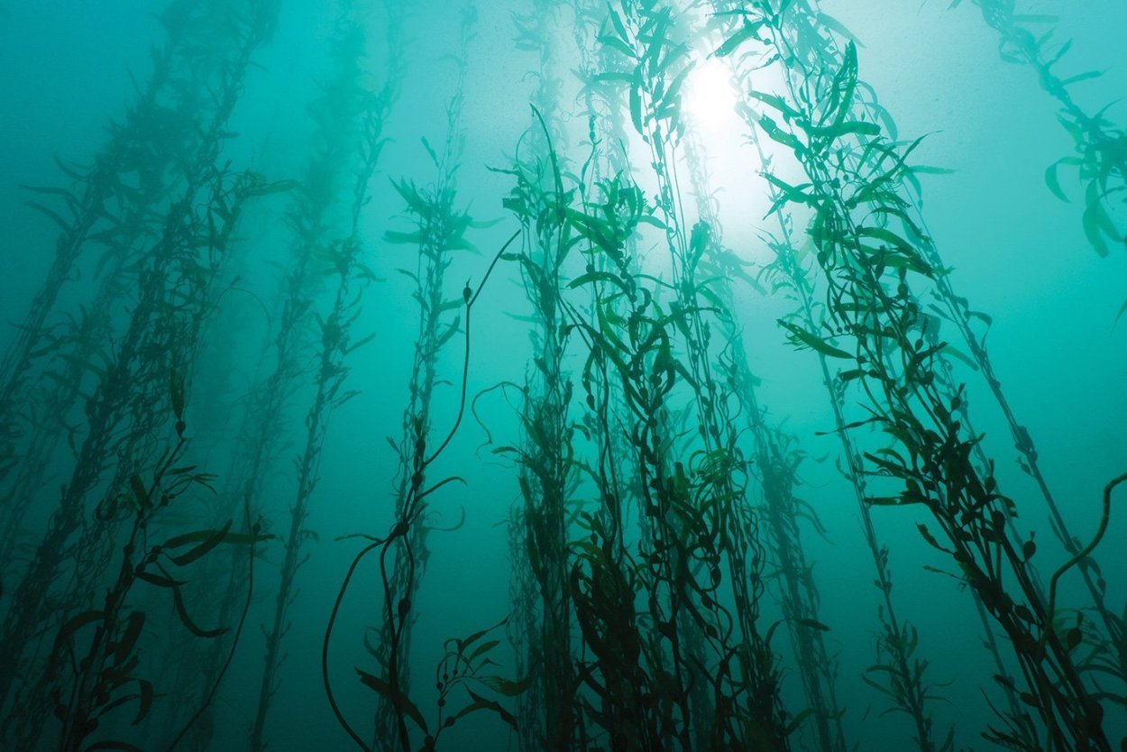 Студариум водоросли