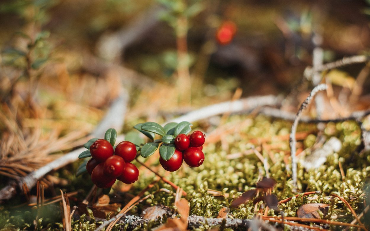 Брусника ягода