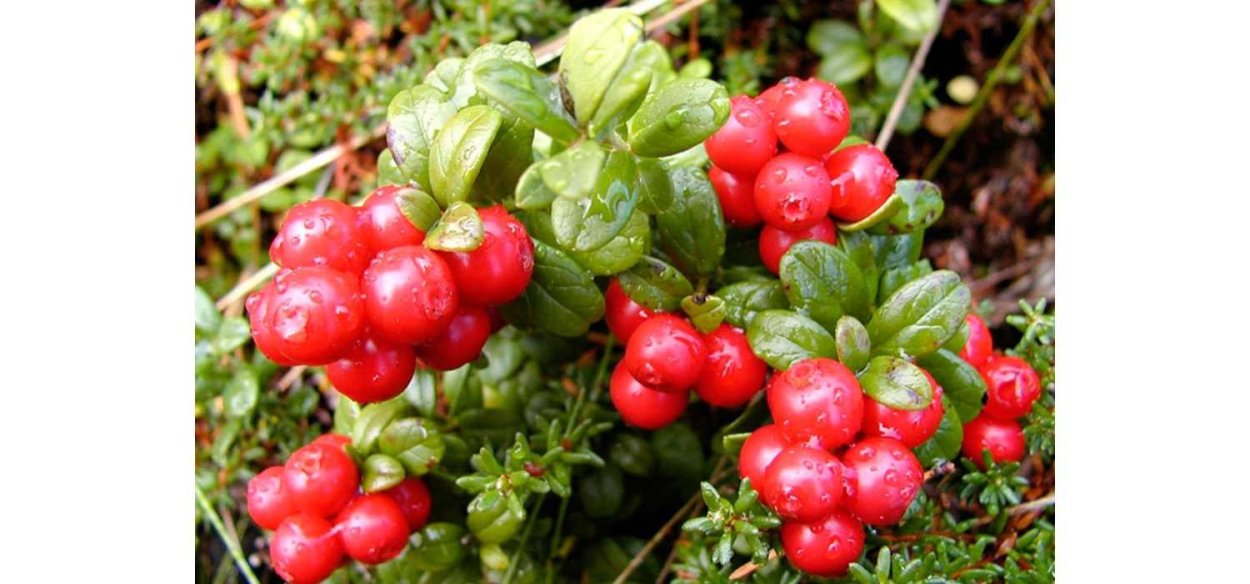 Клюква Лесная