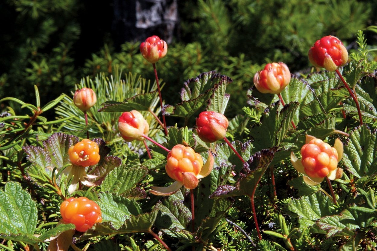 Арктическая Морошка