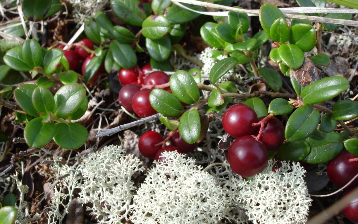 Брусника почвопокровная