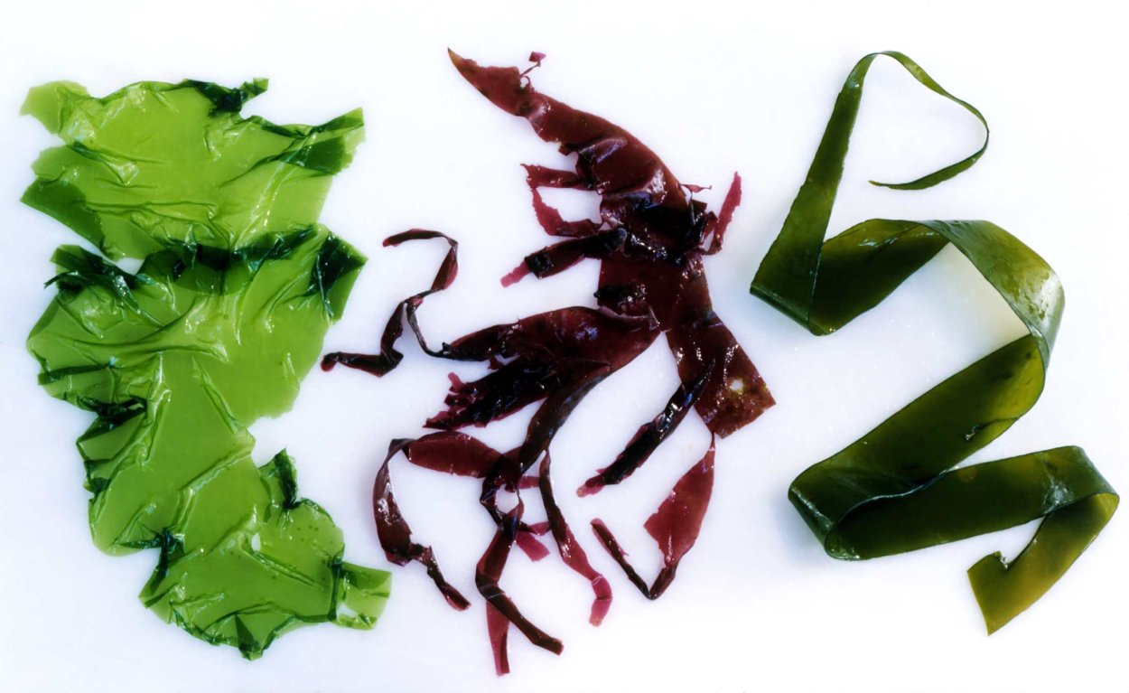 Бридский мох