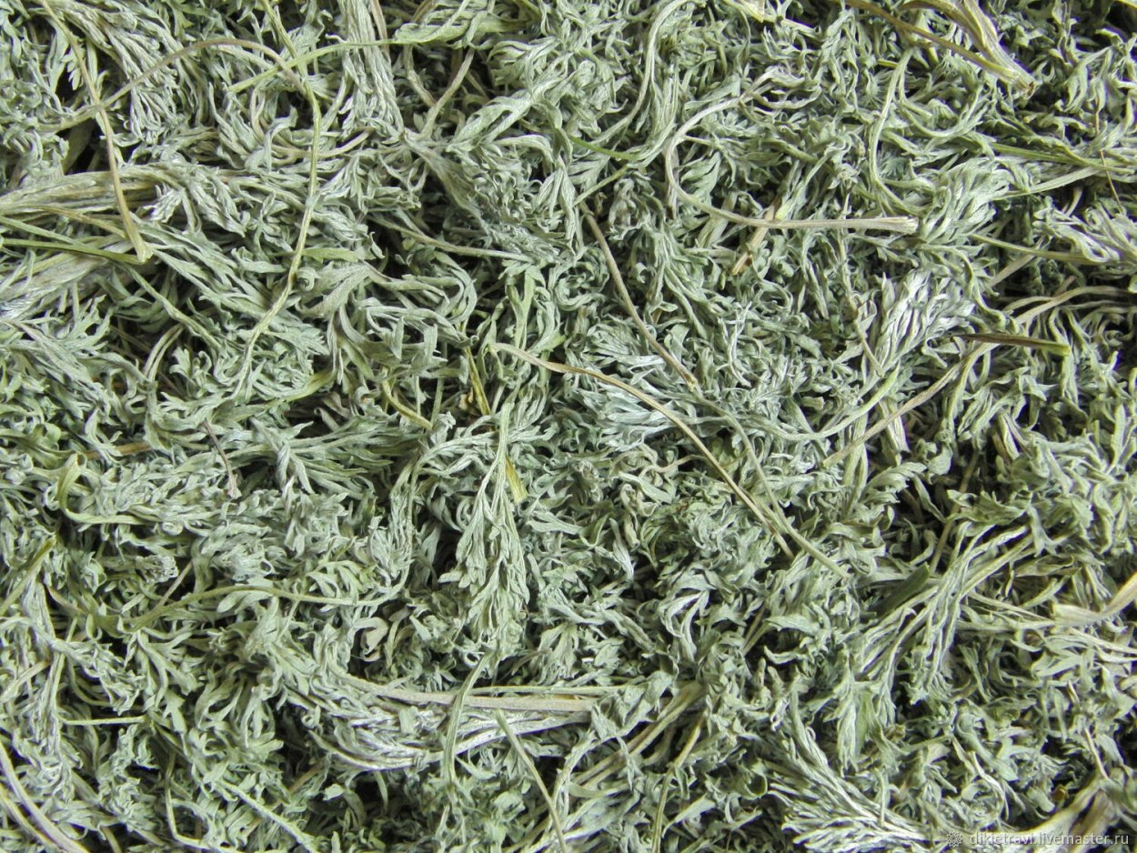 Полынь длиннолистная