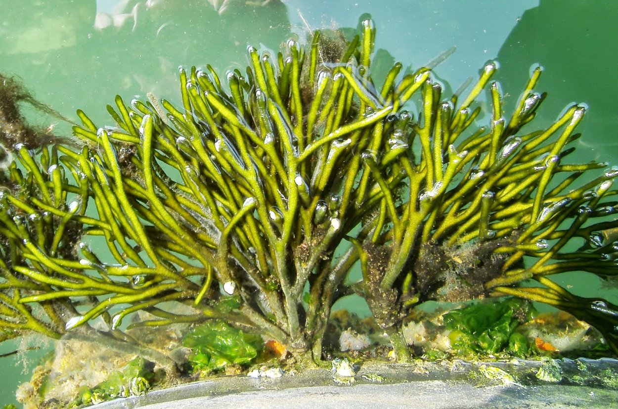 Гель из морских бурых водорослей