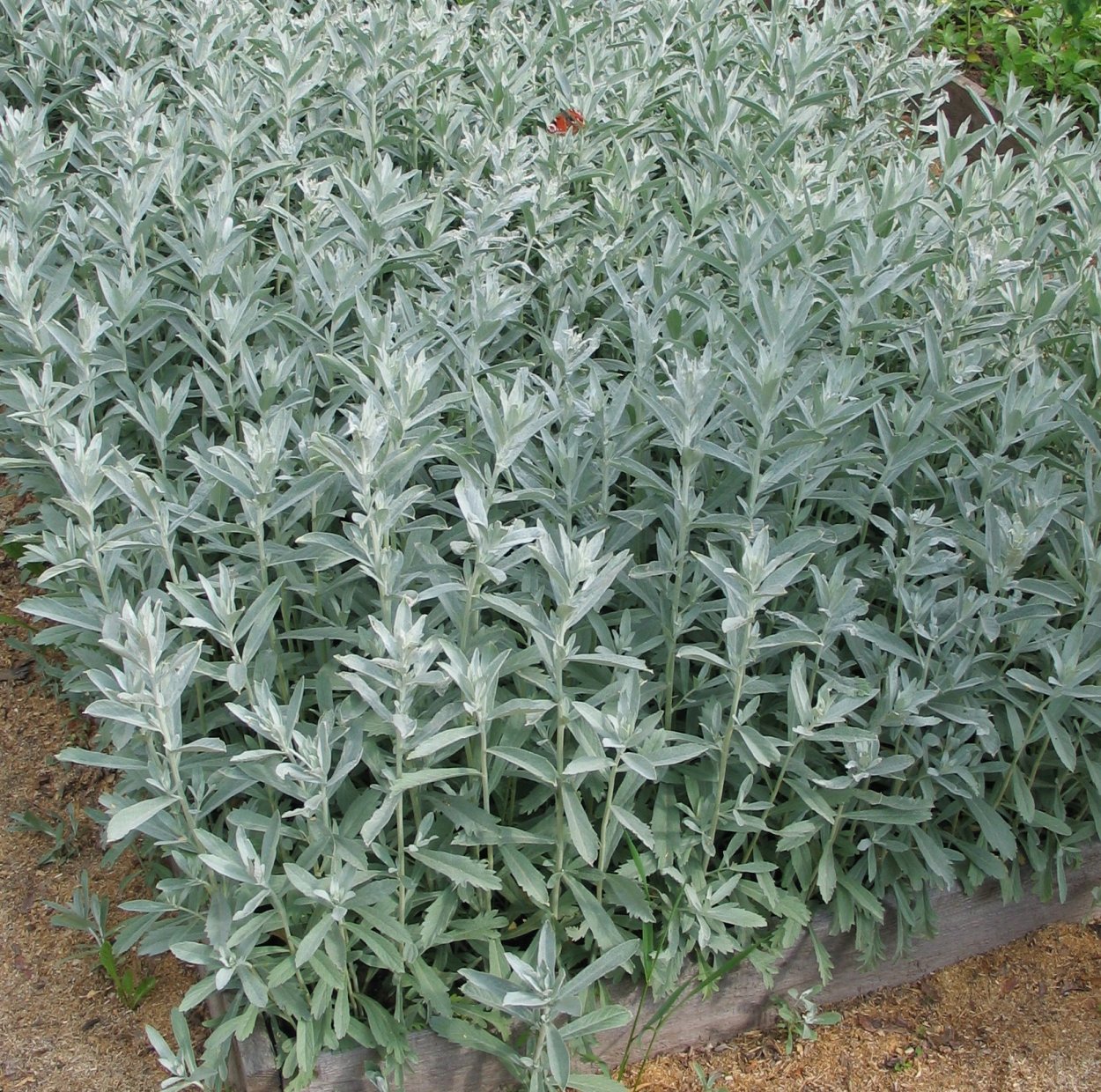 Полынь для. Кишечника