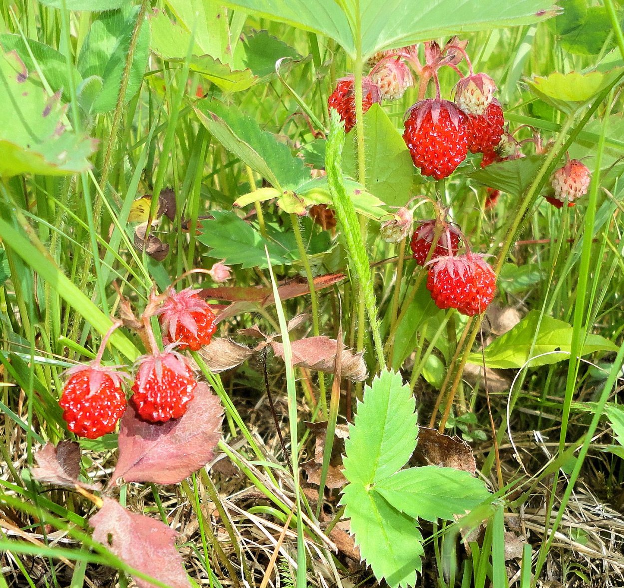 Земляника Дикая Лесная