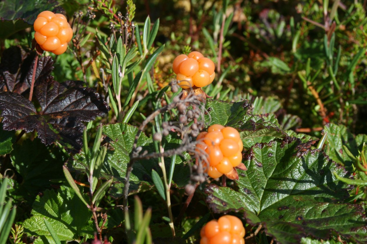 Морошка Болотная