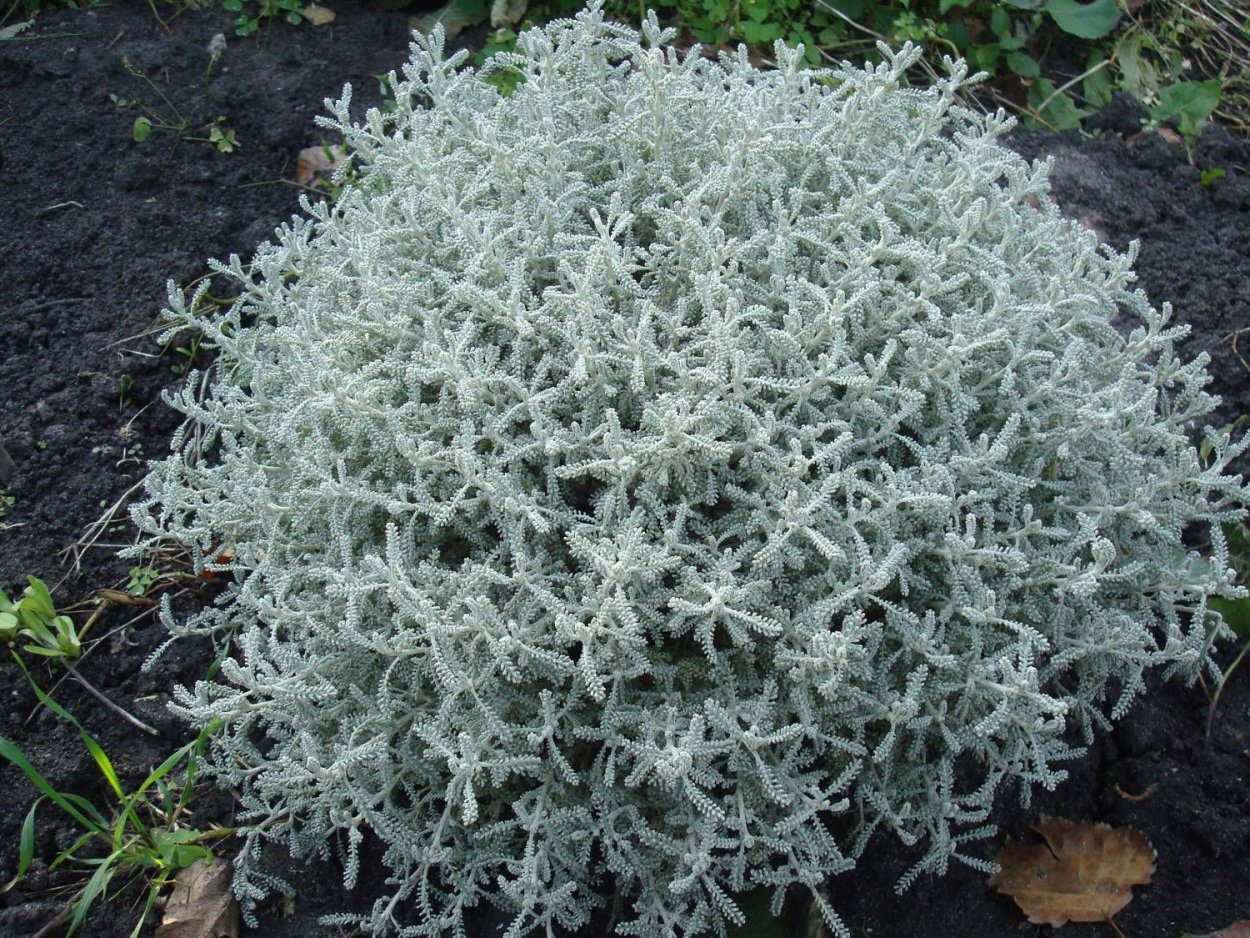 Полынь Ауреа Вариегата