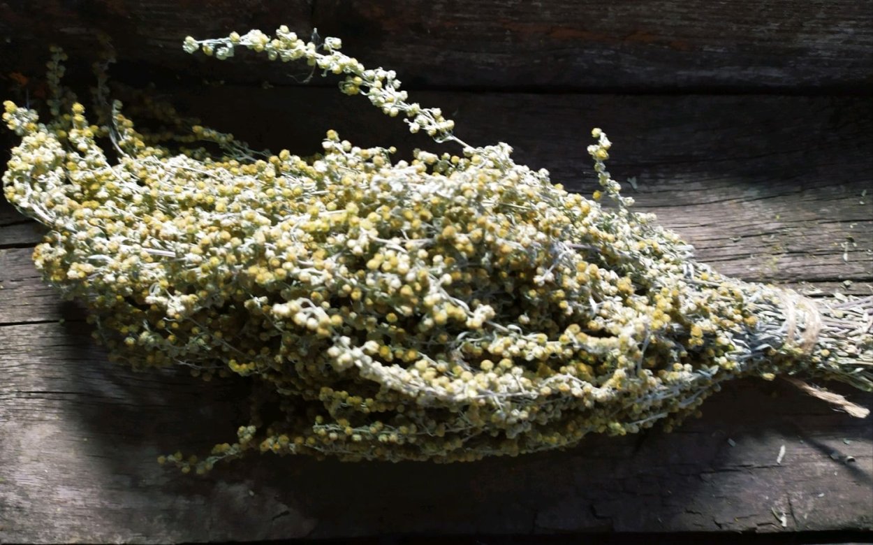 Полынь горькая