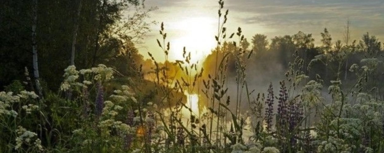 Полынь Стеллера Silver Brocade