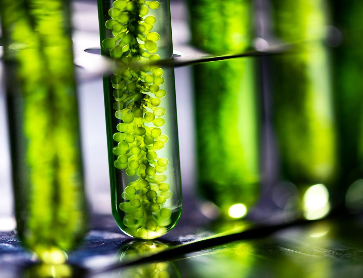 Водоросли ламинария