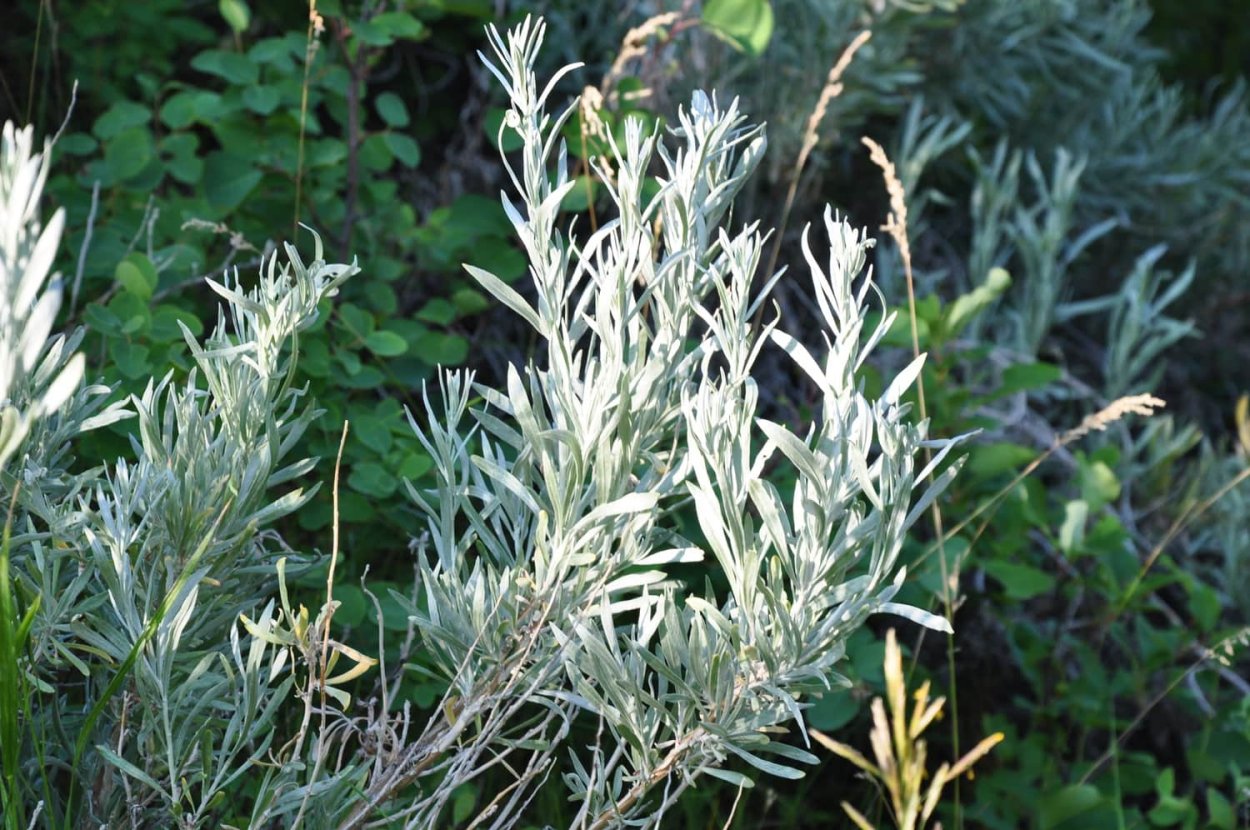 Полынь скрутка для окуривания