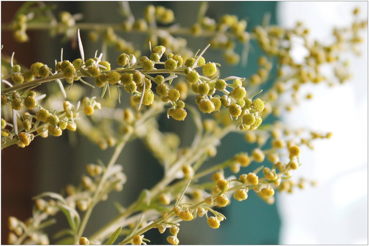 Жёлтые садовые цветы с запахом полыни