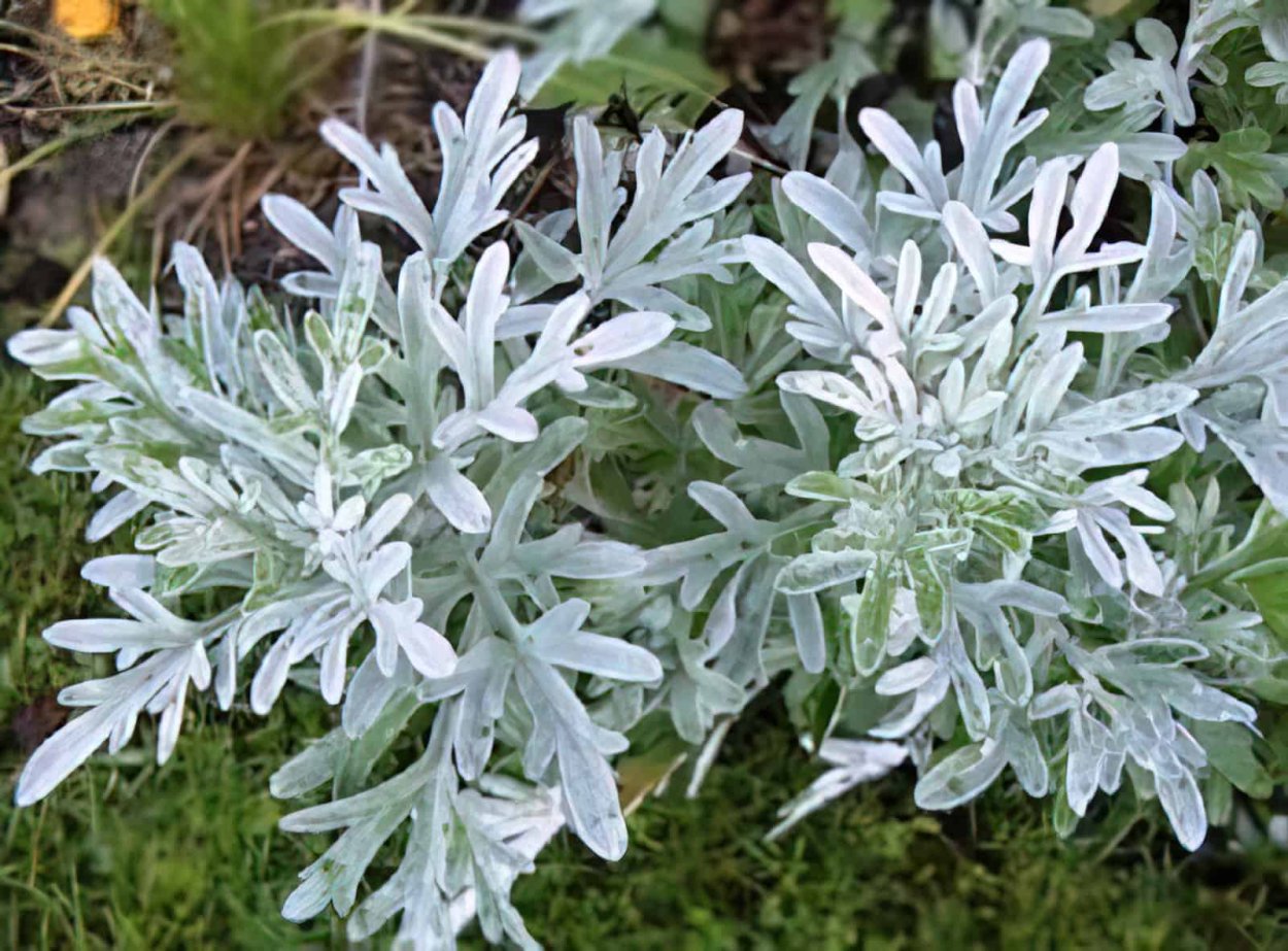 Полынь для окуривания