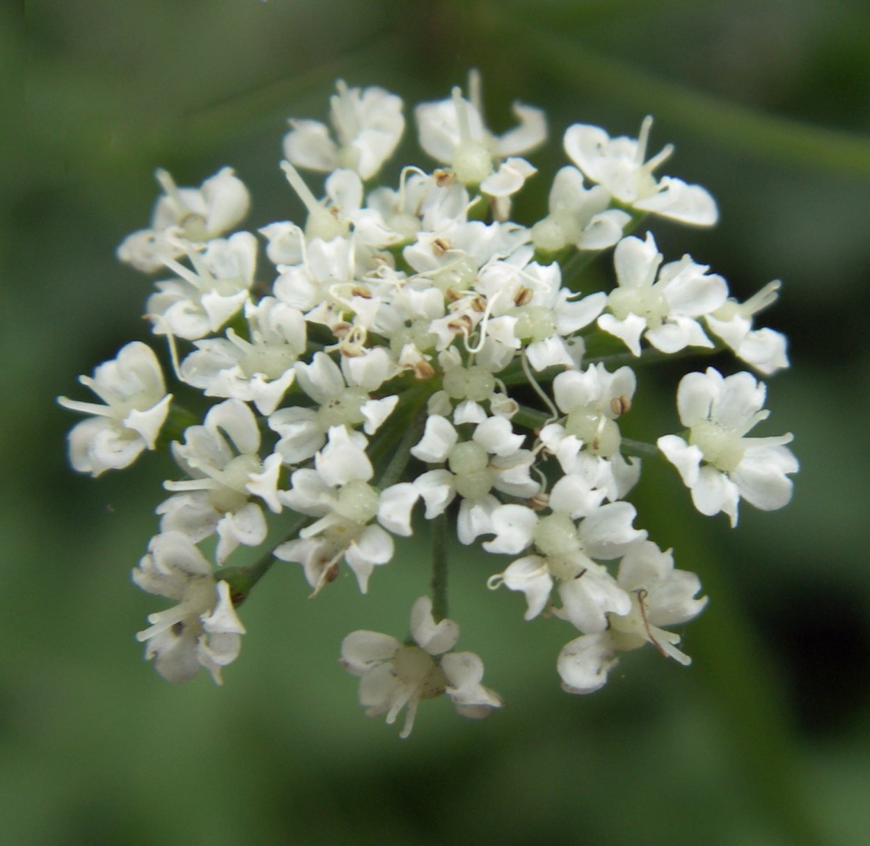 Сантолина кипарисовидная